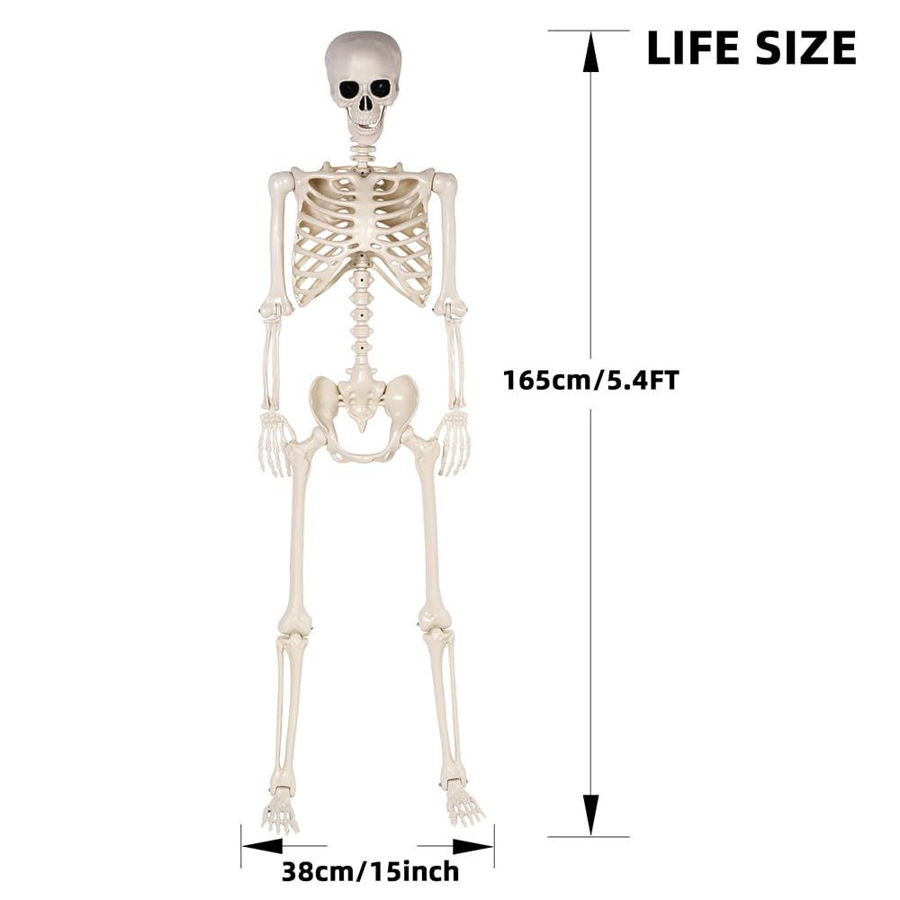 5.4 ft Life Size Posable Plastic Skeleton D320016