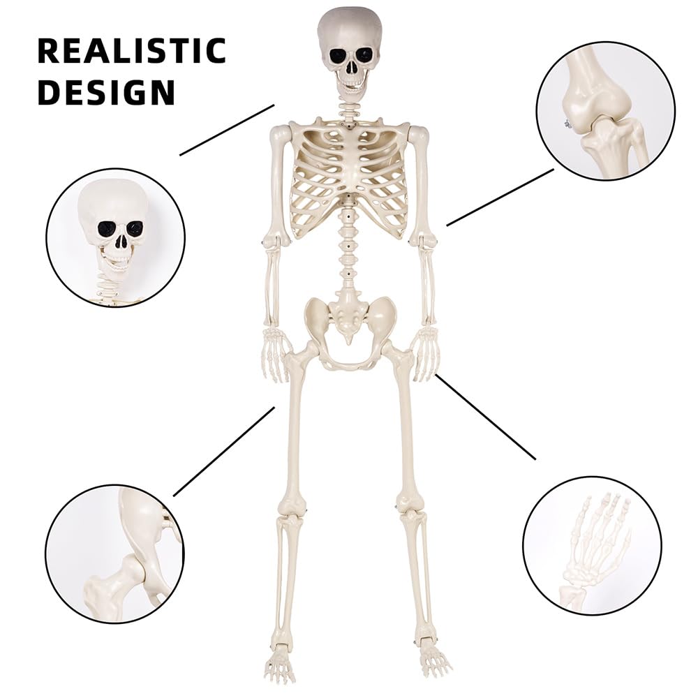 5.4 ft Life Size Posable Plastic Skeleton D320016