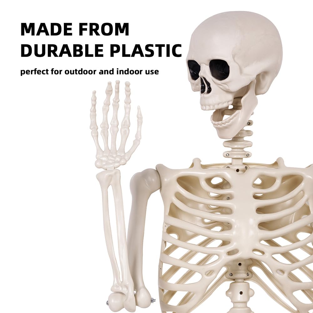 5.4 ft Life Size Posable Plastic Skeleton D320016