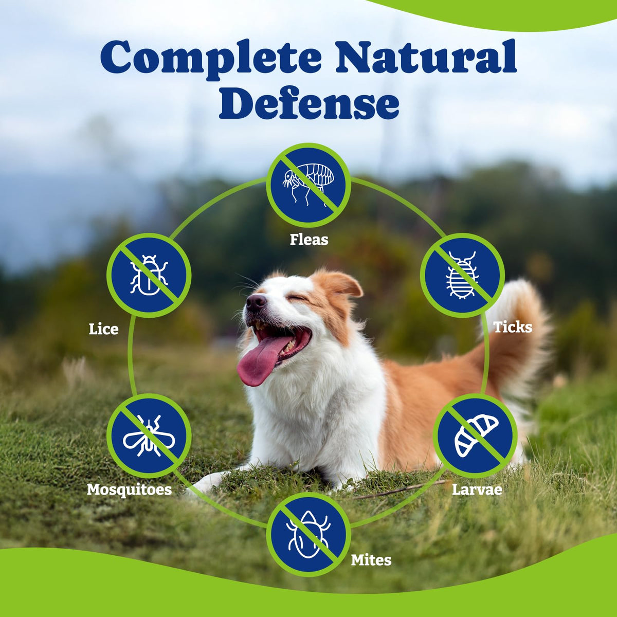 Flea & Tick Prevention for Dogs Chewables V4755